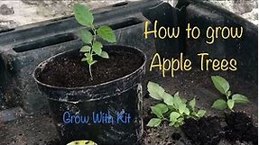 Growing Apple Trees from seed | Seed Germination & Transplanting seedlings
