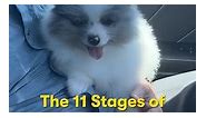 The stages of getting a Pomeranian puppy ❤️