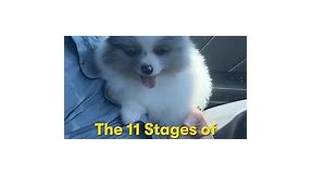 The stages of getting a Pomeranian puppy ❤️