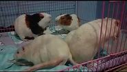 White rat guinea pig friendship ☺
