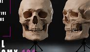 ArtStation - SKULL ANATOMY 101 | Tutorials