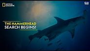 The Hammerhead Search Begins! | World’s Biggest Hammerhead | National Geographic