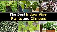 21 Flowering Climbing Vine Varieties with Identification |Vine Plants |Indoor and Outdoor Vine 🌱