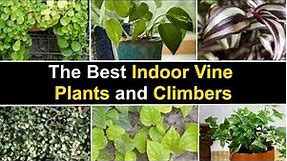 21 Flowering Climbing Vine Varieties with Identification |Vine Plants |Indoor and Outdoor Vine 🌱