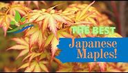 3-Peat Great Upright Japanese Maples 🍁 GOAT