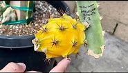 How to Remove Thorns Off Dragon Fruit Before Harvesting