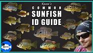 Identify Any Common Sunfish | Koaw's Guide to Sunfishes (Lepomis)