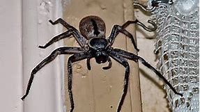 How to Identify the Australian Spiders Living in Your Home?