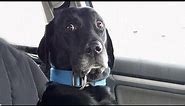 When Dogs Realizing They're Going to the Vet - Funniest Reaction