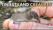 5 Tiniest Land Creature in the World | Nature's Secrets #naturesecrets #wildlife