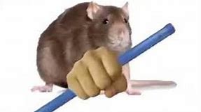 Rat with a groan tube #meme