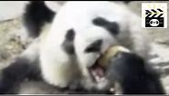 Do panda bears really eat bananas? See how this clever panda goes about getting one