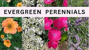 Top 10 Colorful Flowering Evergreen Perennials
