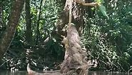 🦥Three-Fingered Sloth Hanging Over a River in Costa Rica!