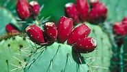 12 places you can eat prickly pear cactus in Arizona