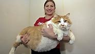 Fattest Cat in the World: Massive Moggie Garfield Takes The Title Of World's Fattest Cat