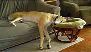 4 you - funniest Greyhounds videos