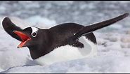 17 Penguin Species in One Video