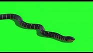 green screen snake animation | snake green screen | snake 🐍 green screen video #snake