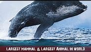 Largest mammal in the world