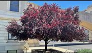 Cherry Plum Tree - Prunus Cerasifera - Washington, DC