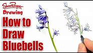 How to draw and paint Bluebells