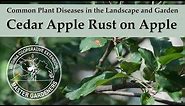 Cedar Apple Rust on Apple - Common Plant Diseases in the Landscape and Garden
