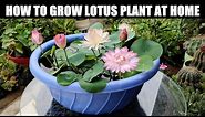 How To Grow Lotus Plant | FULL INFORMATION