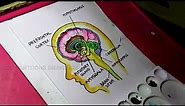 How to Draw Human Brain Amygdala Anatomy Drawing