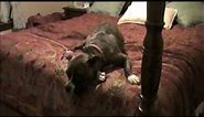 Lazy American Pit Bull Boxer Mix - The Lazy Dog