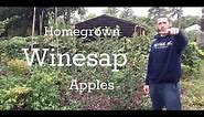 Tasting Homegrown Winesap Apples