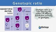 Genotypic ratio - Definition and Examples - Biology Online Dictionary