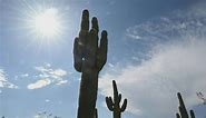 Heat-stricken saguaro cacti in Phoenix, Arizona