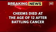 Cheems, Viral Meme Dog, Dies After Battling Cancer. Internet Mourns