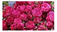 CLASSIC SENSATION✨🤩 HOT PINK SPRAY ROSES Whatsapp 593 991460551📱 . . . #rosevarieties #bestecuadorianroses #farmroses #SendRoses #roses #highqualityroses #gardenroses #sharelove #rosas #rose #rosebrighton #roseslover #sendlove #bestecuadorianroses #edenroses #seasonalflowers #pink | Eden Roses