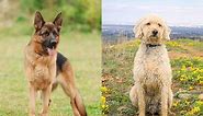 German Shepherd Goldendoodle Mix: Info, Pictures, Facts, FAQs & More