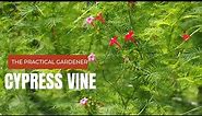 Cypress Vine , Life cycle from seed to flower, in 1.5 months |The Practical Gardener