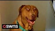 Meet the dog who looks PERMANENTLY SUPRISED | SWNS