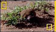 African Dung Beetle | National Geographic