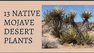 13 Native Mojave Desert Plants - Catclaw Acacia, Creosote, Jojoba, Cholla, Opuntia, Ephedra