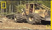 Sustainable Logging | National Geographic