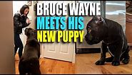 Bruce Wayne Meets Puppy Cane Corso - We Got a Puppy Part 2!