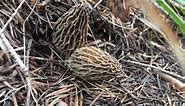 How To Find Morel Mushrooms. Oregon Hunt 2020 - Catch and Cook