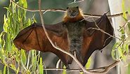Here's A Load Of Upside Down Bat Pics To Bring You Pure, Unadulterated Joy