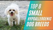 Top 8 Small Hypoallergenic Dog Breeds