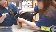 How to Administer Vaccines to Canine Patients