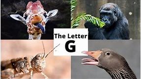 The Letter G | Phonics for Toddlers | Learn the alphabet | ABCs