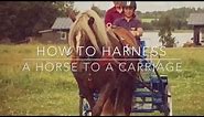 How to harness a horse to a carriage