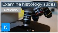How to examine histology slides: tissues under a microscope (preview) - Human Histology | Kenhub