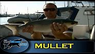 Float fishing for Mullet- Totally Awesome Fishing